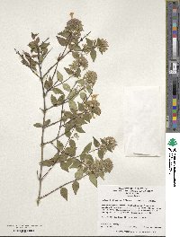 Abelia × grandiflora image