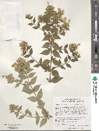 Abelia × grandiflora image