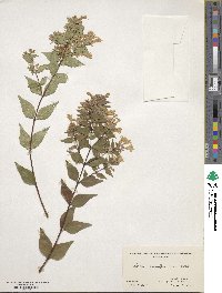 Abelia × grandiflora image