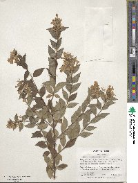 Abelia × grandiflora image