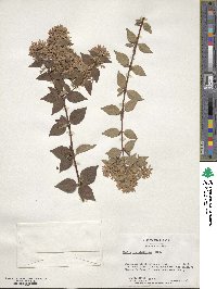 Abelia × grandiflora image