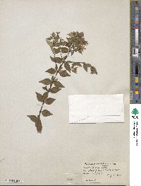 Abelia × grandiflora image