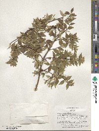 Abelia × grandiflora image