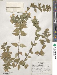 Abelia × grandiflora image