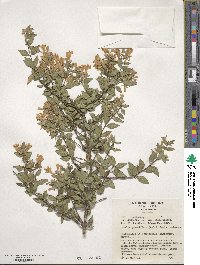 Abelia × grandiflora image