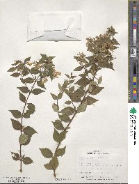 Abelia × grandiflora image