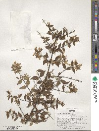 Abelia × grandiflora image