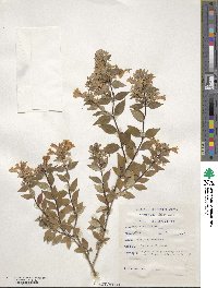 Abelia × grandiflora image