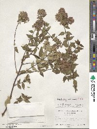 Abelia × grandiflora image