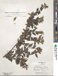 Abelia × grandiflora image