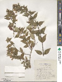 Abelia × grandiflora image