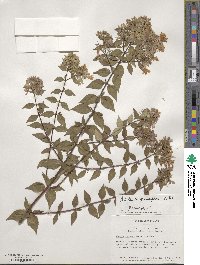 Abelia × grandiflora image