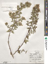 Abelia × grandiflora image