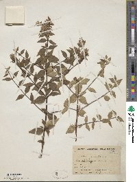 Abelia × grandiflora image