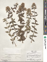 Abelia × grandiflora image