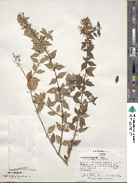 Abelia × grandiflora image