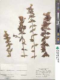 Abelia × grandiflora image