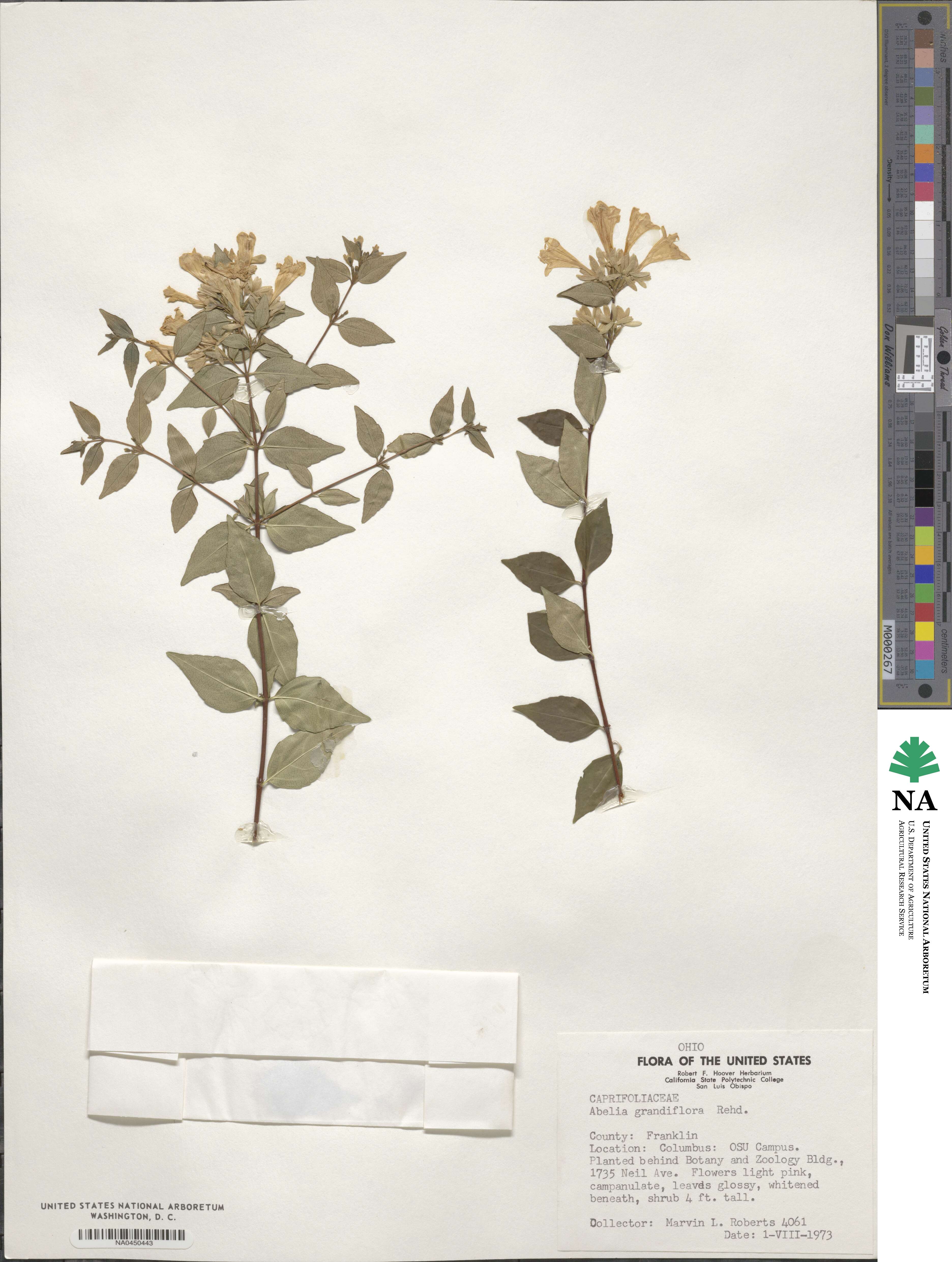 Abelia × grandiflora image