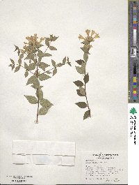 Abelia × grandiflora image