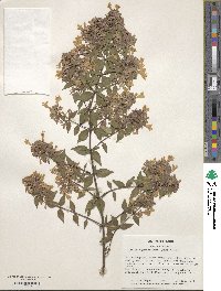 Abelia × grandiflora image