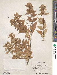 Abelia × grandiflora image