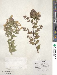 Abelia × grandiflora image