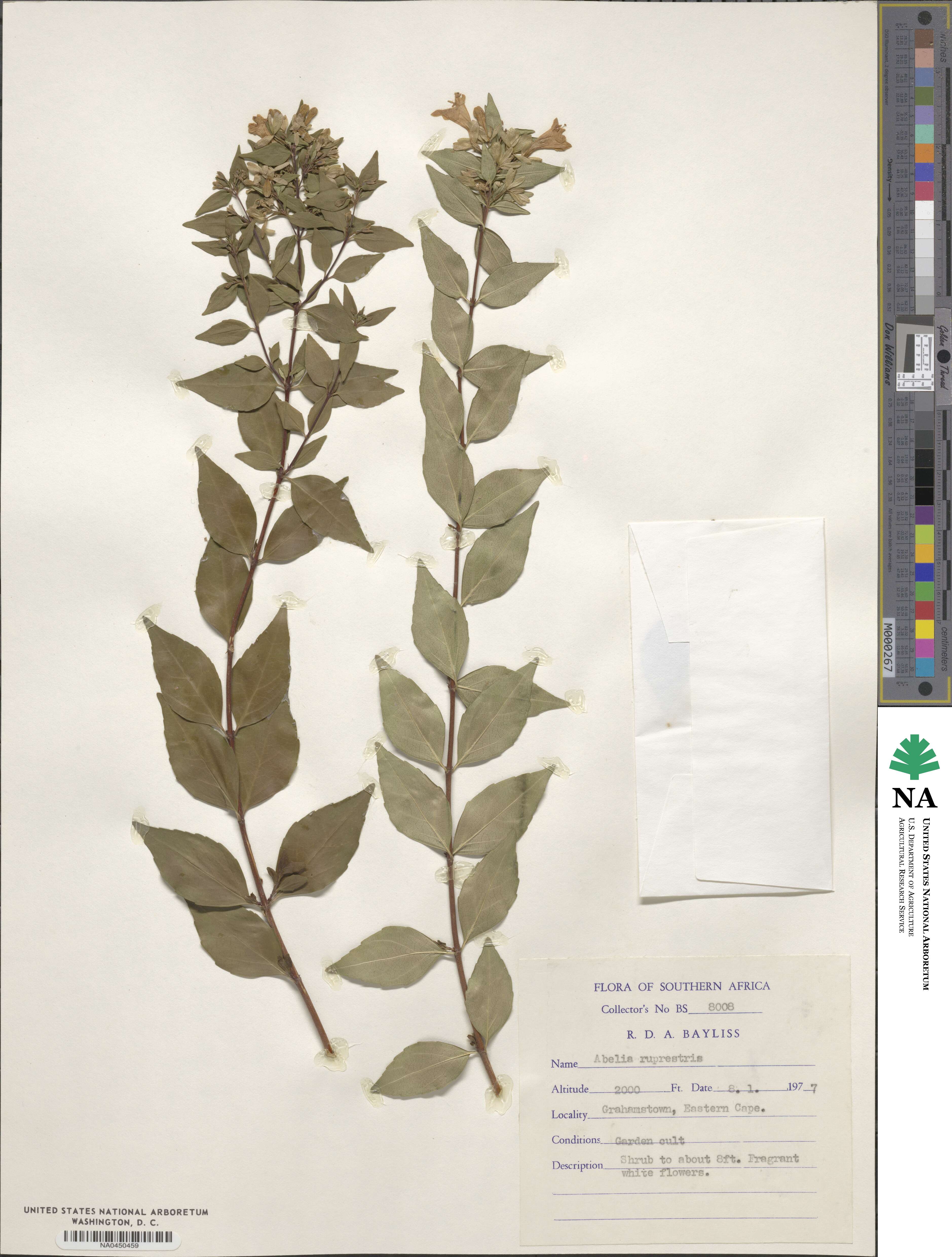 Abelia chinensis image