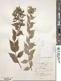 Abelia chinensis image