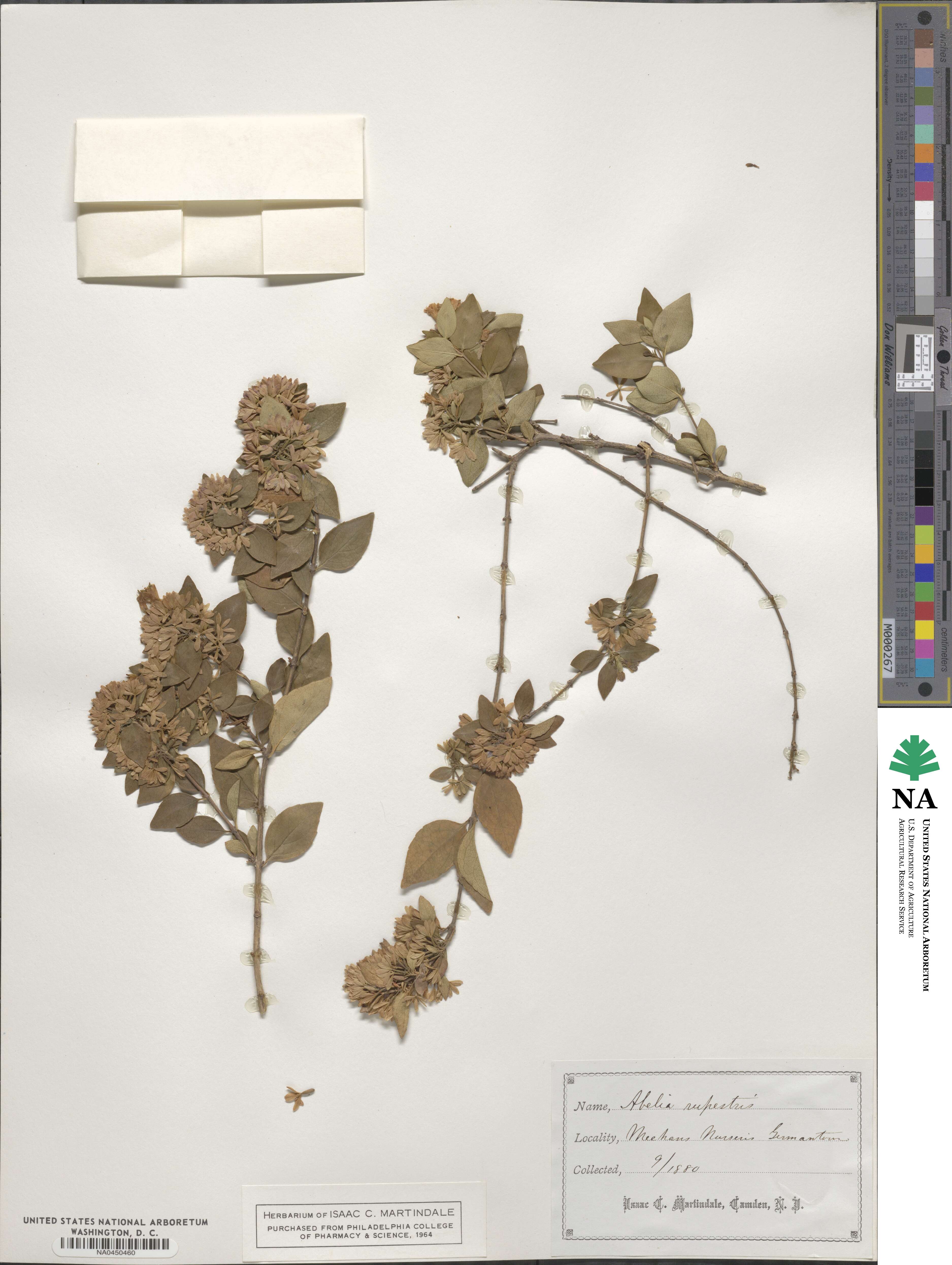 Abelia chinensis image