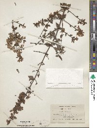 Abelia uniflora image