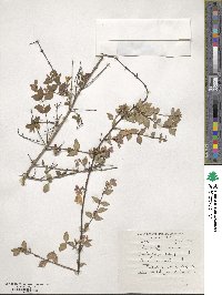 Abelia uniflora image