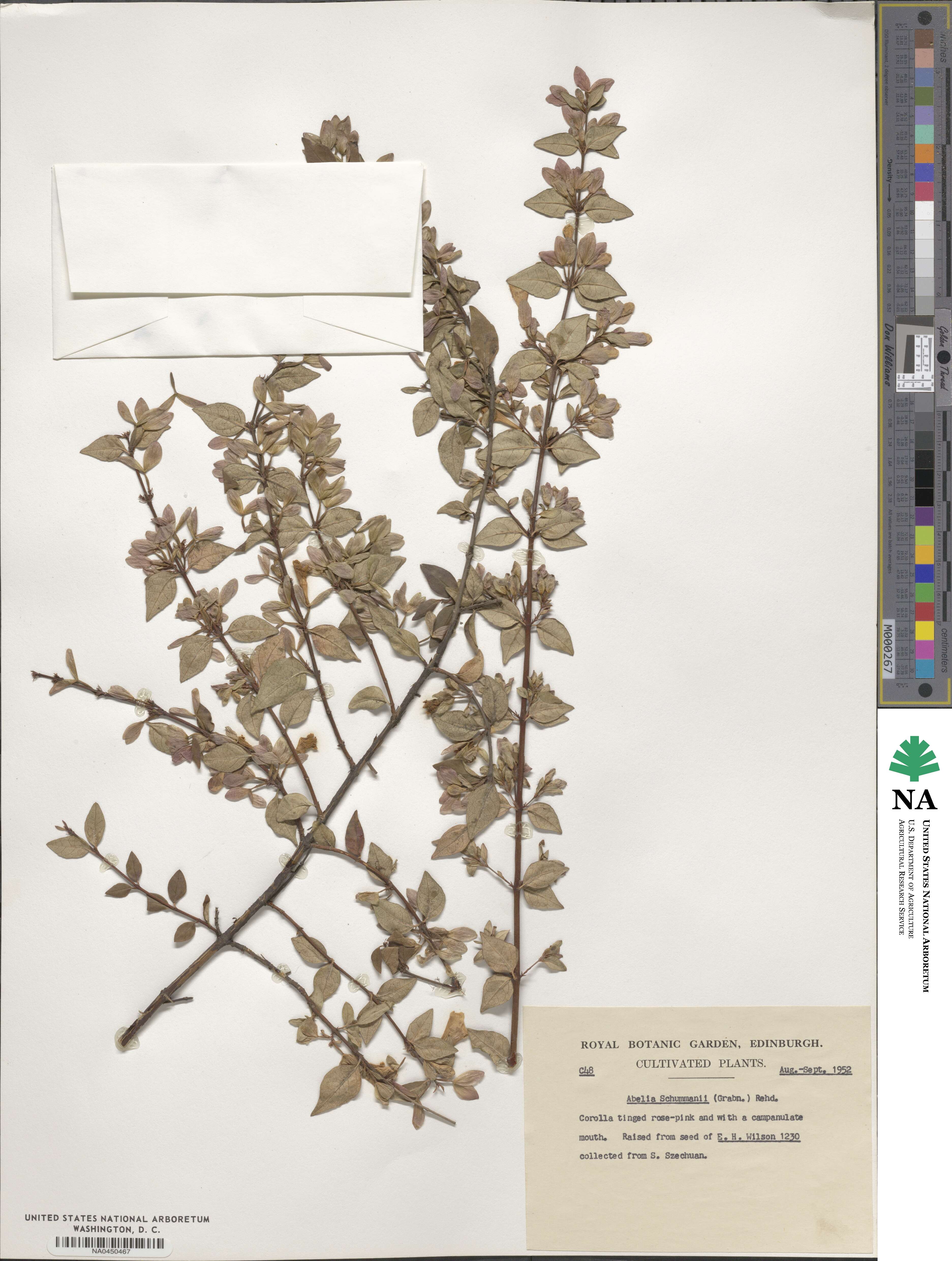 Abelia uniflora image