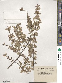 Abelia uniflora image