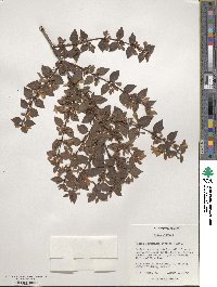 Abelia uniflora image