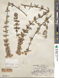 Abelia uniflora image