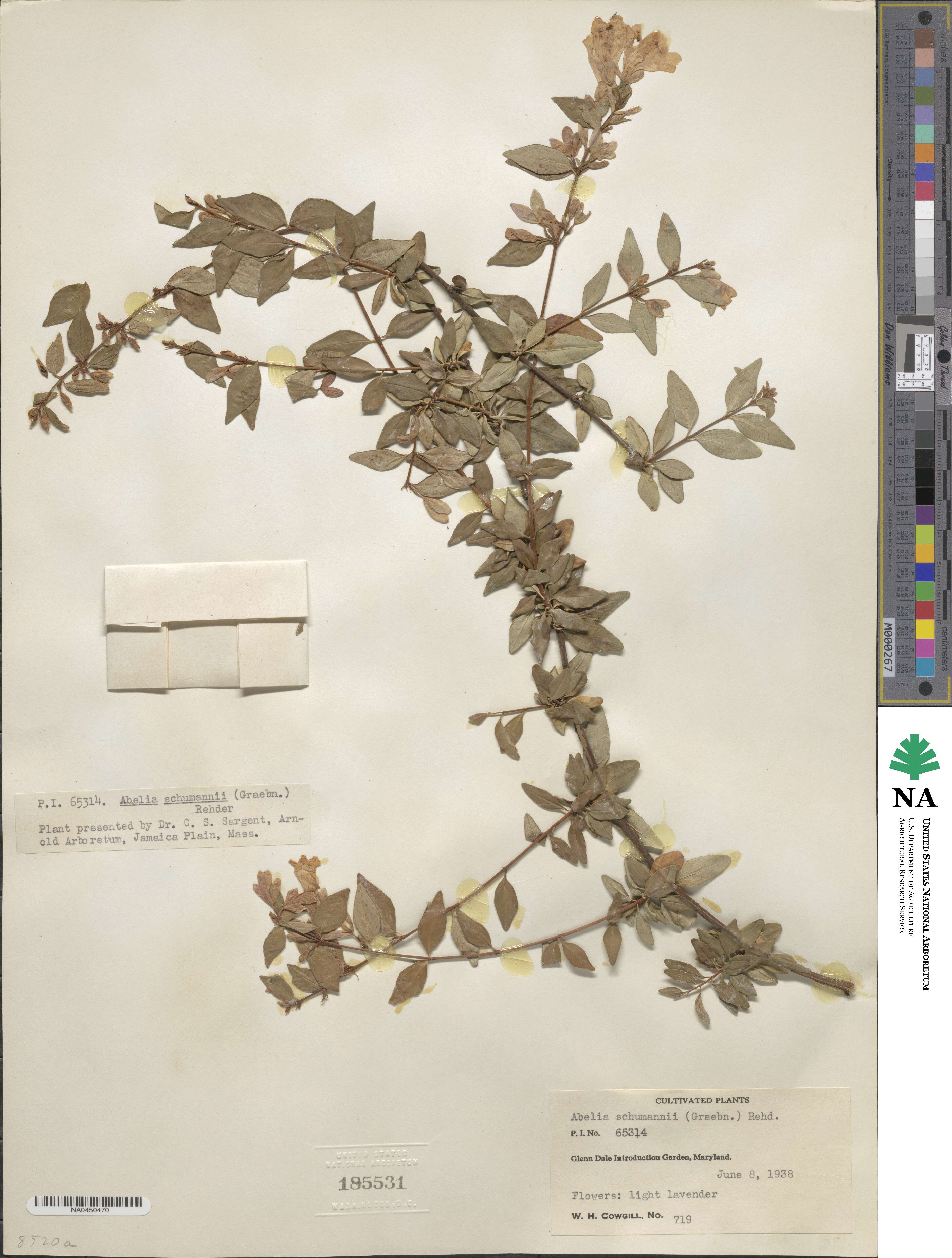 Abelia uniflora image