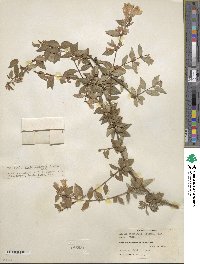 Abelia uniflora image