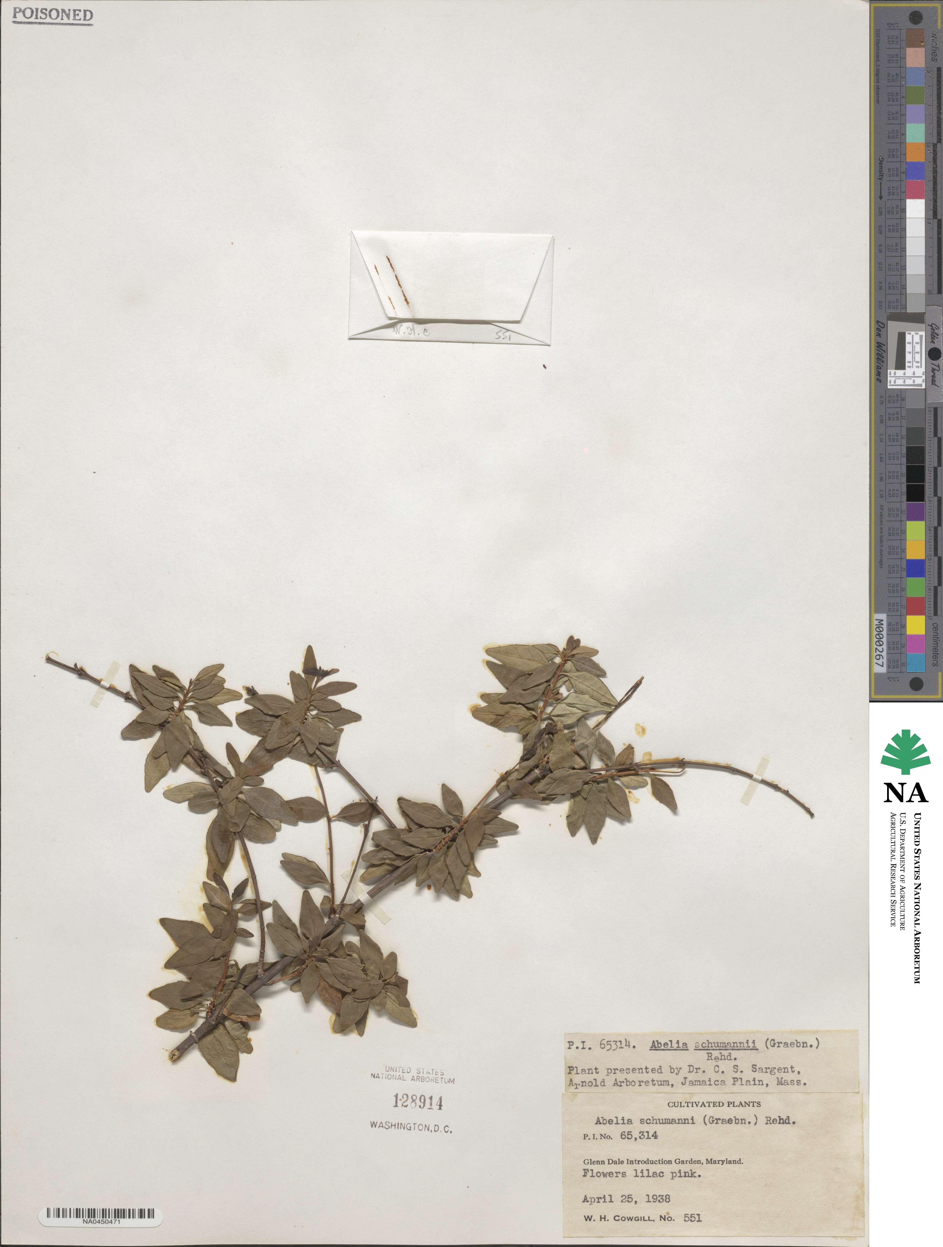 Abelia uniflora image