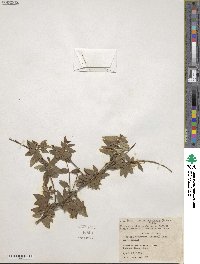 Abelia uniflora image