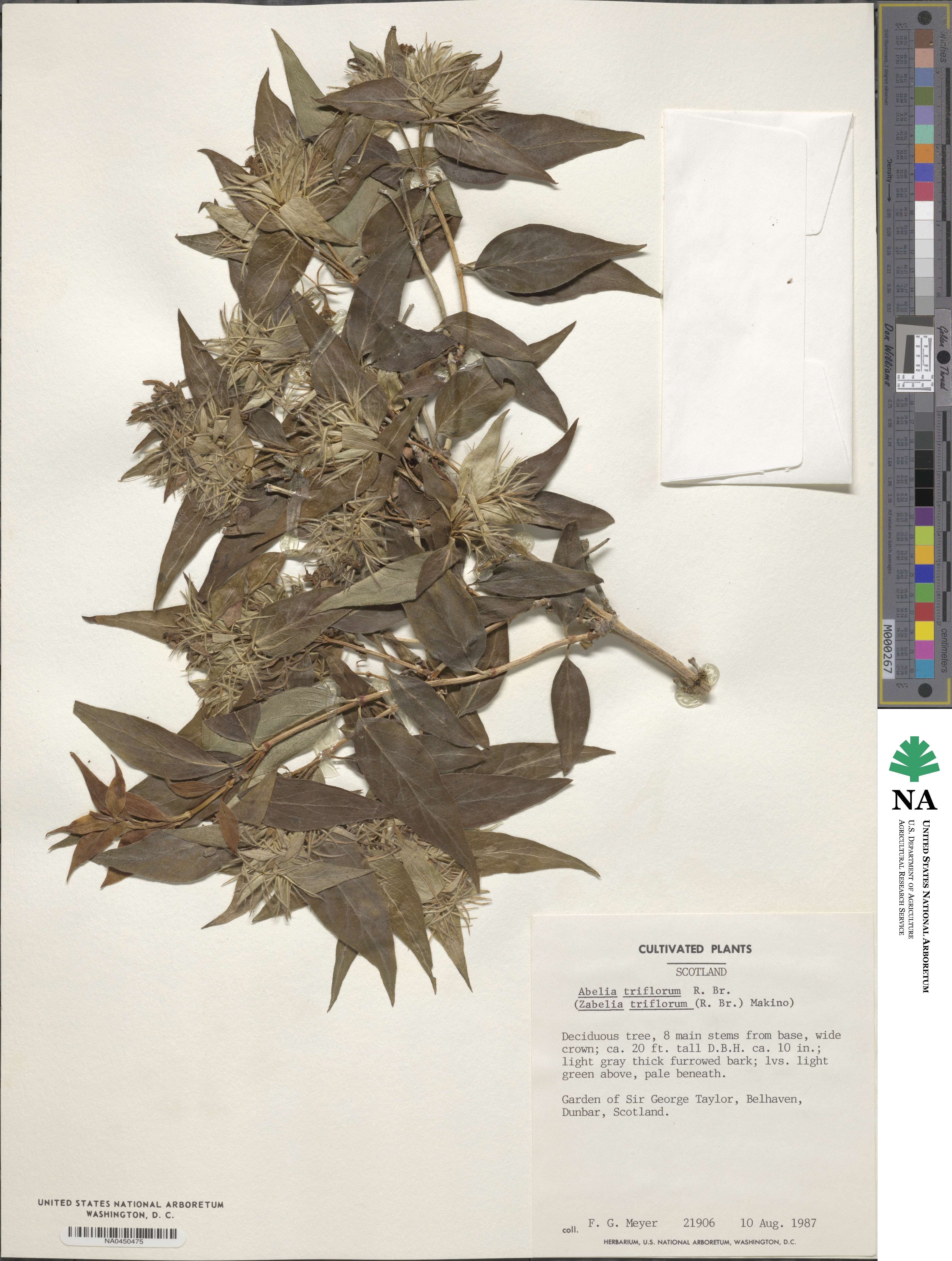 Zabelia triflora image