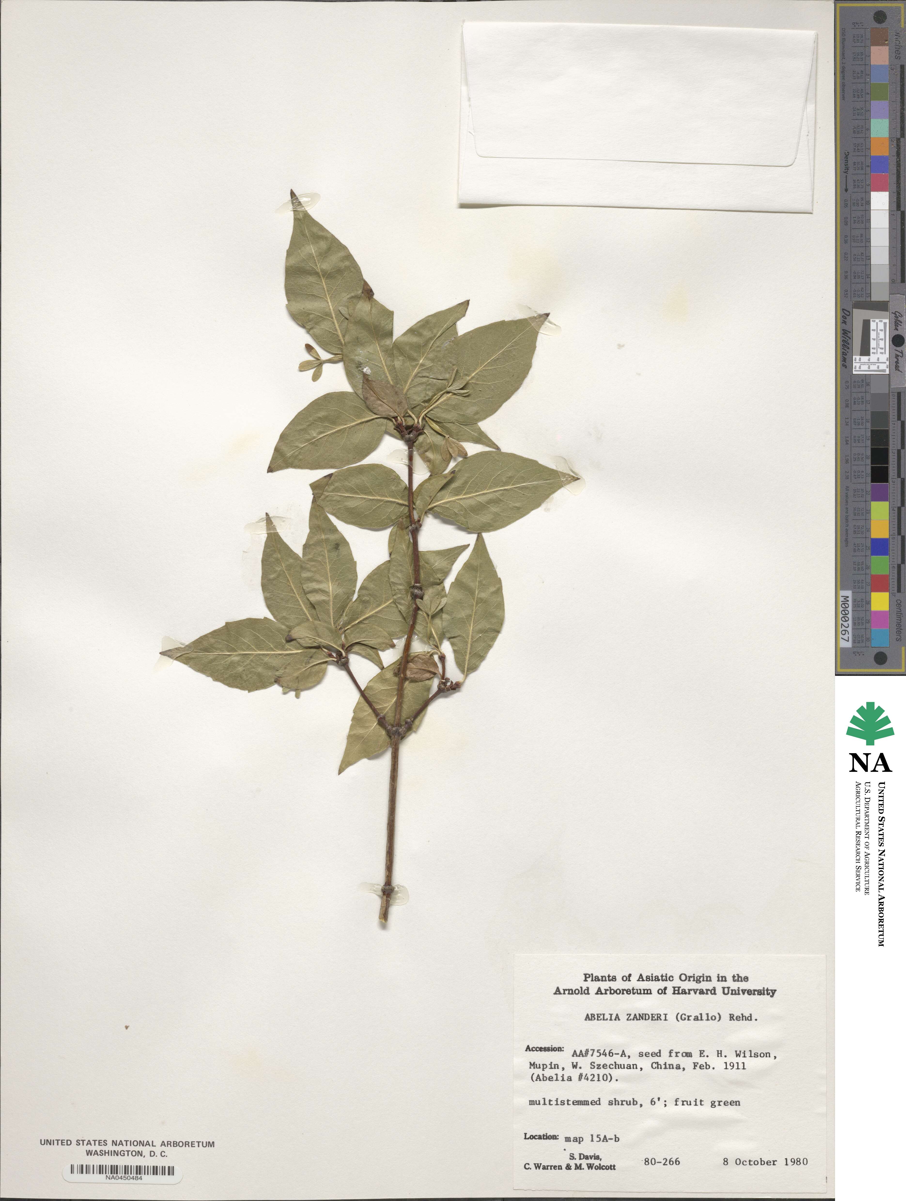 Zabelia umbellata image