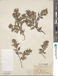 Abelia uniflora image