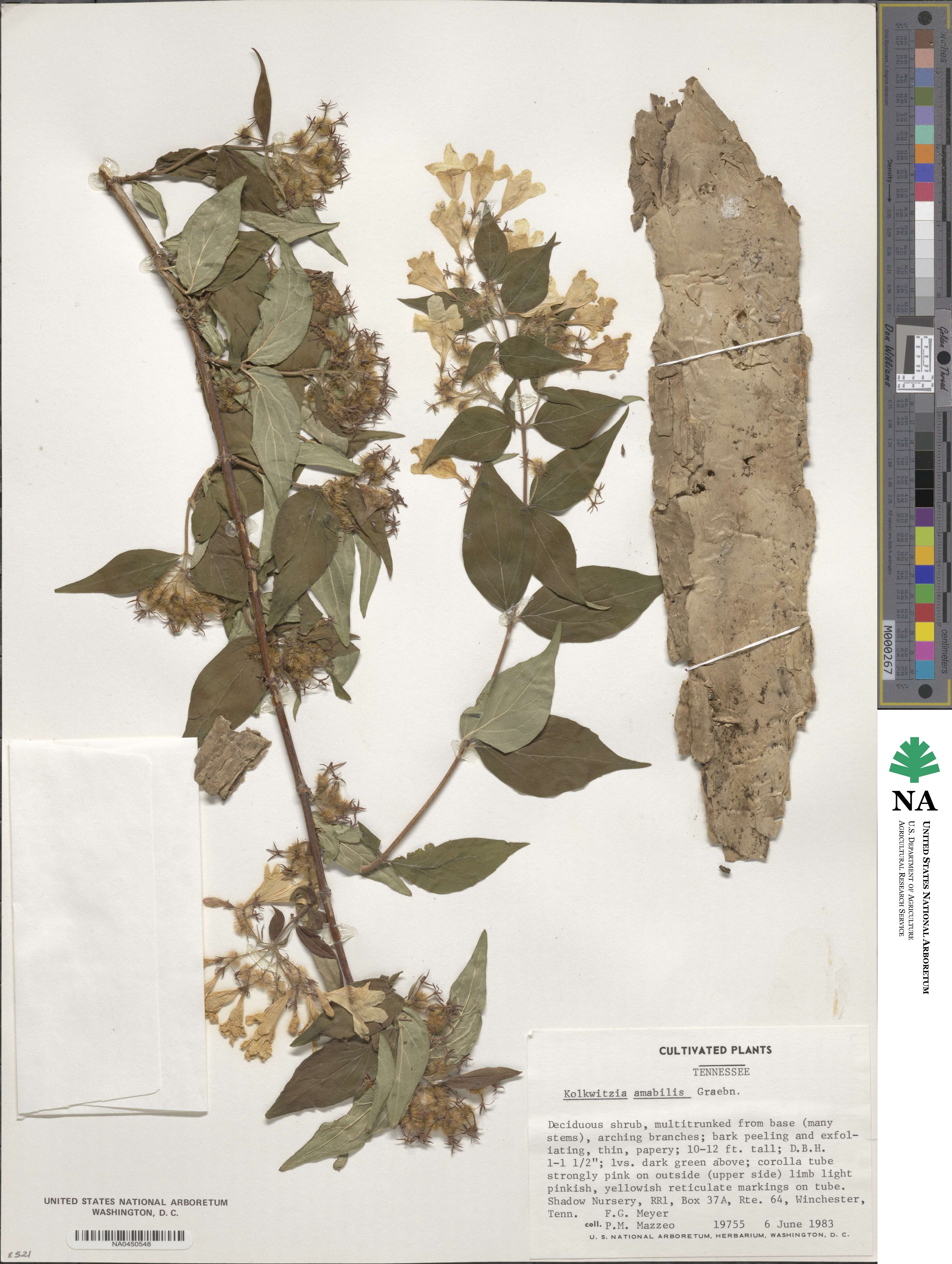 Kolkwitzia amabilis image