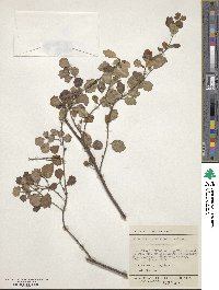 Image of Alseuosmia quercifolia