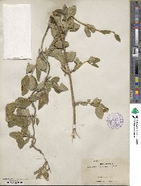 Lonicera albiflora image