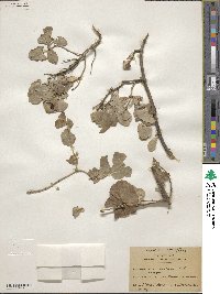 Lonicera albiflora image