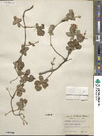 Lonicera albiflora image