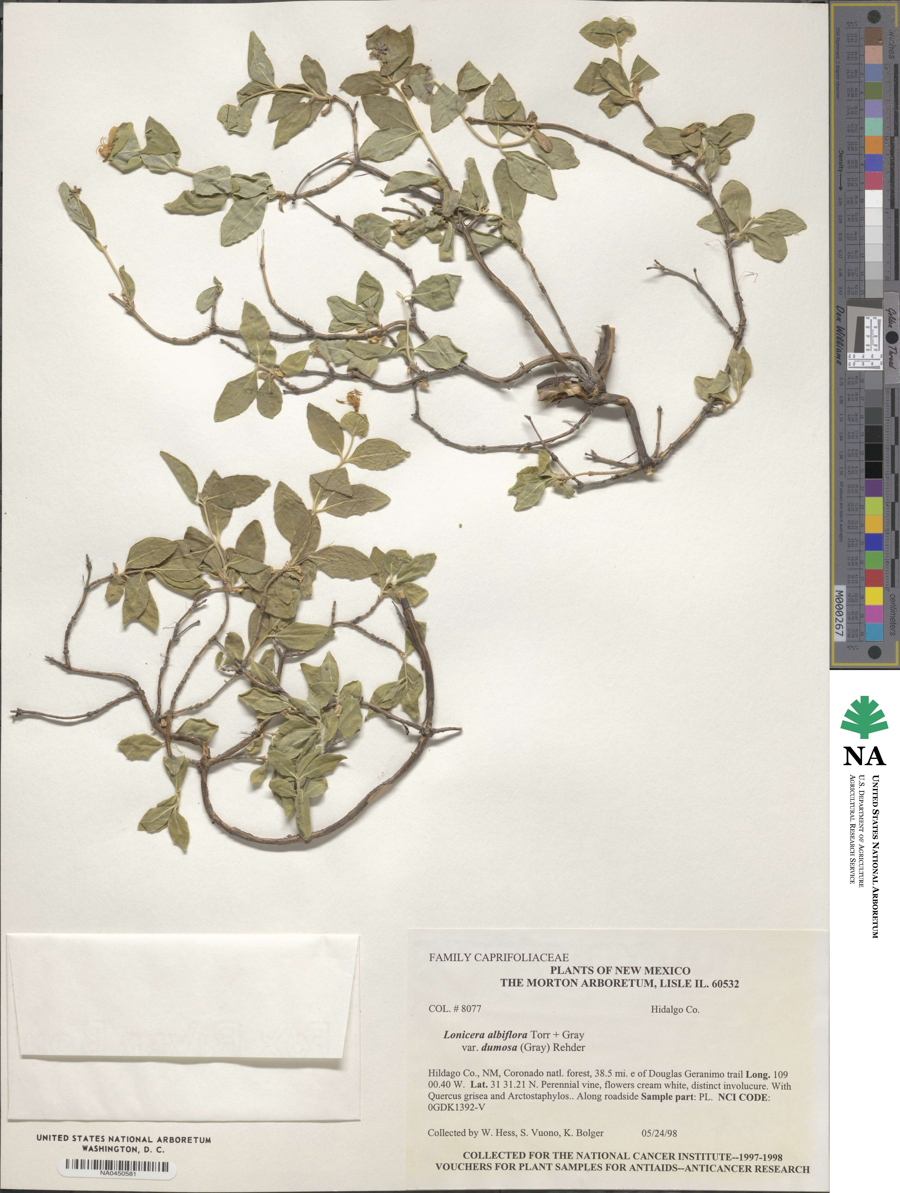 Lonicera albiflora image