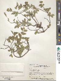 Lonicera albiflora image