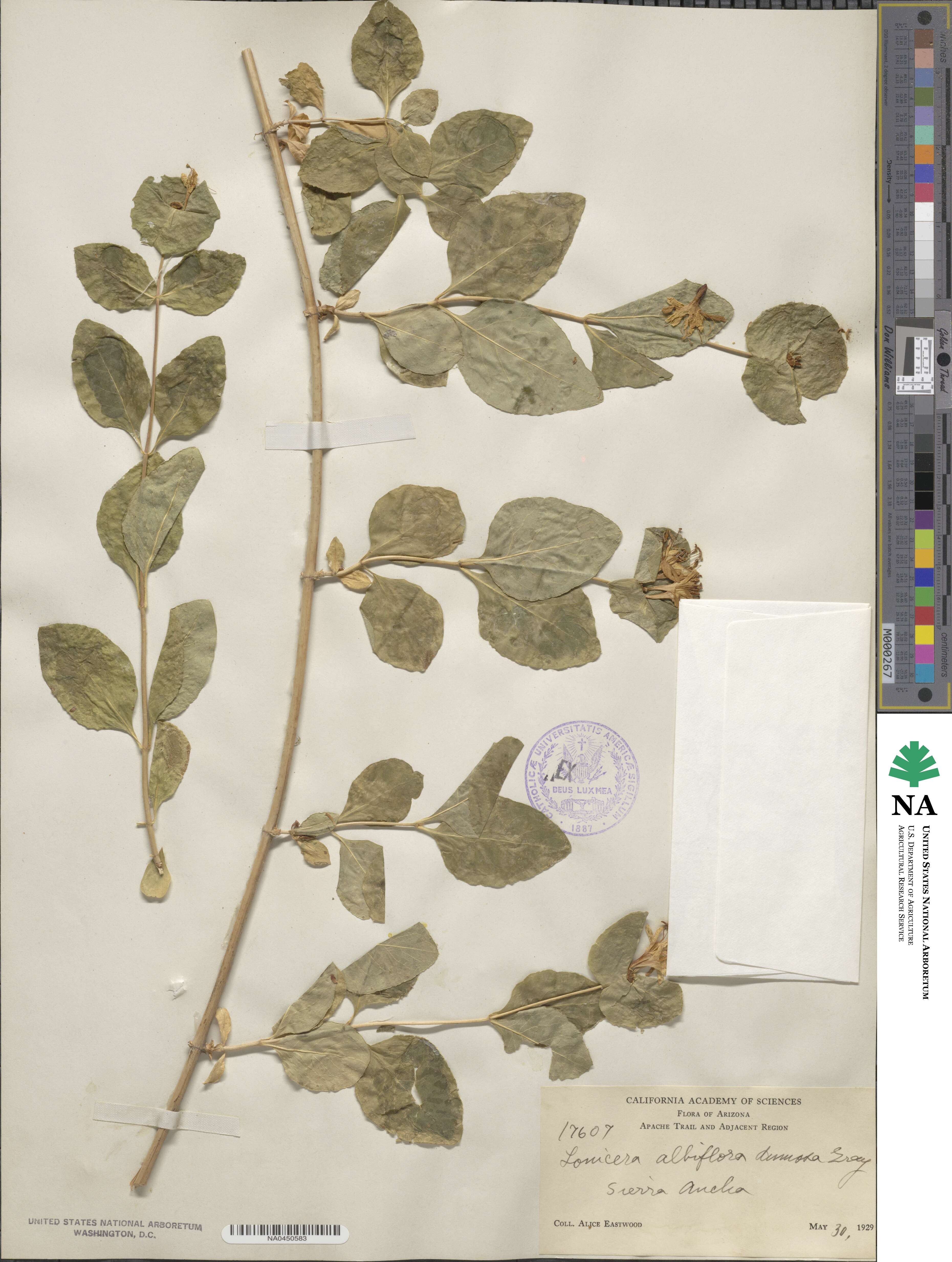 Lonicera albiflora image